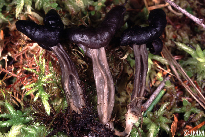 Helvella palustris