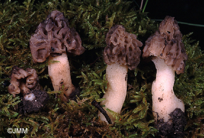 Morchella semilibera = Mitrophora fusca