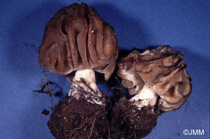 Morchella semilibera = Mitrophora fusca