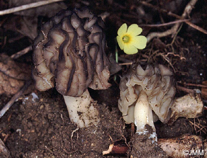 Morchella semilibera = Mitrophora fusca