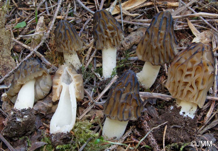 Morchella semilibera = Mitrophora semilibera = Morchella gigas