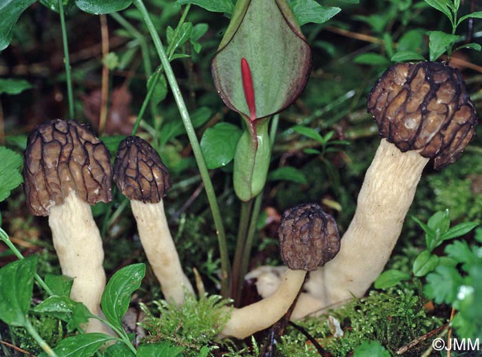 Morchella semilibera = Mitrophora semilibera = Morchella gigas