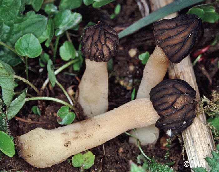 Morchella semilibera = Mitrophora semilibera = Morchella gigas