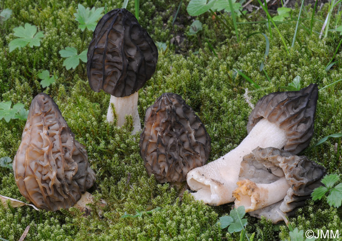 Morchella semilibera = Mitrophora varisiensis