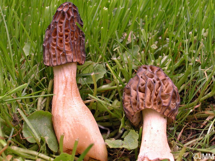 Morchella semilibera = Mitrophora varisiensis