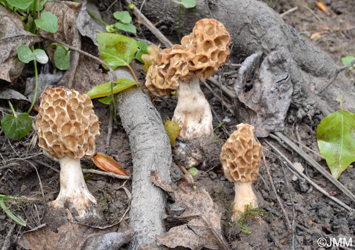 Morchella americana var. rigida = Morchella californica