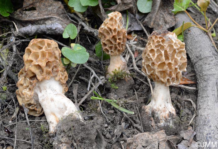 Morchella americana var. rigida = Morchella californica