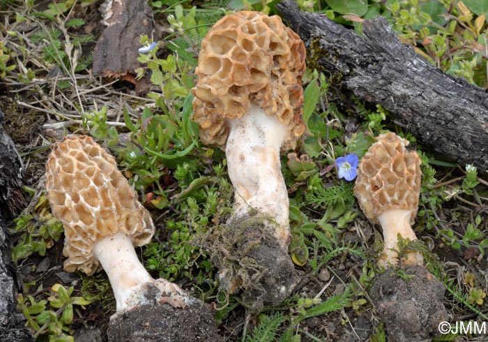 Morchella americana var. rigida = Morchella californica