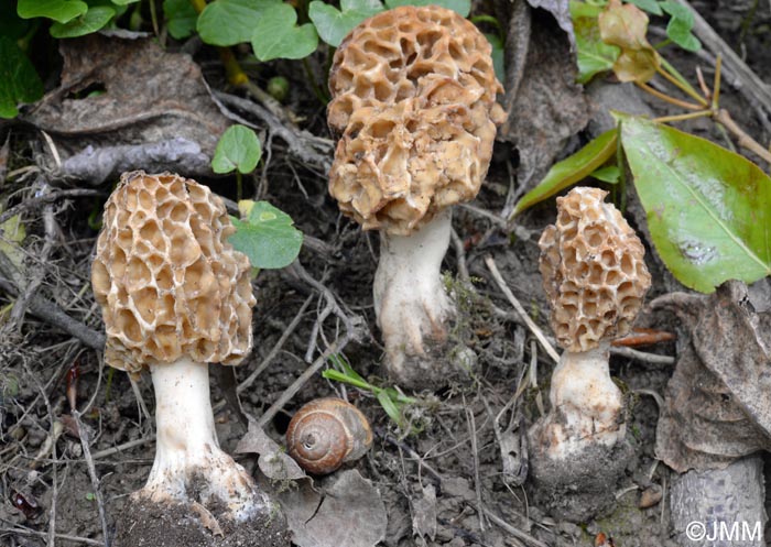 Morchella americana var. rigida = Morchella californica