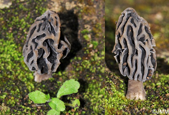 Morchella anatolica