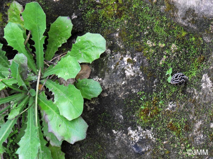 Morchella anatolica