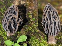 Morchella anatolica