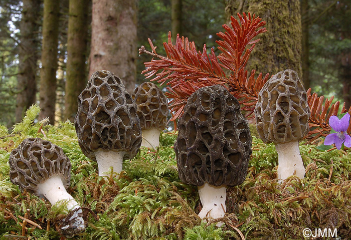 Morchella deliciosa = Morchella conica