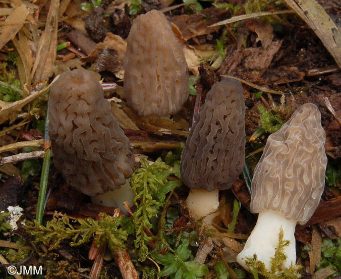 Morchella deliciosa = Morchella conica