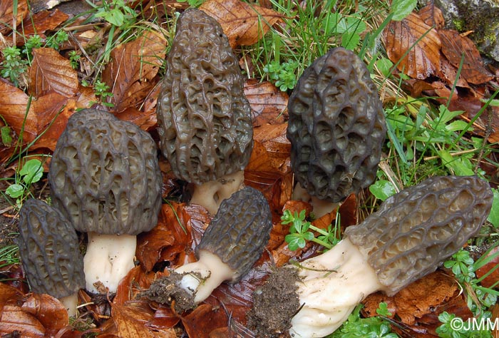 Morchella deliciosa = Morchella conica