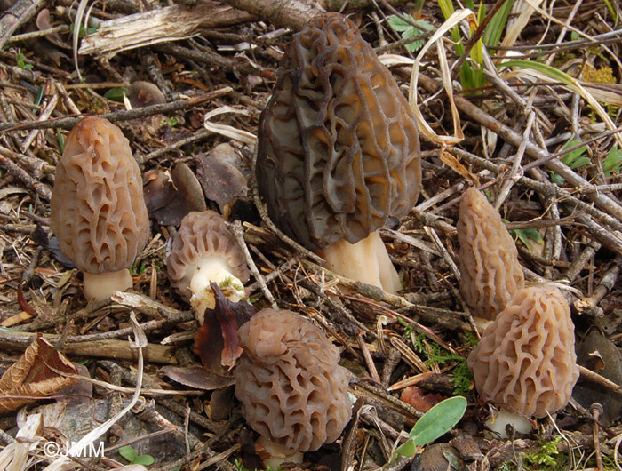 Morchella deliciosa = Morchella conica