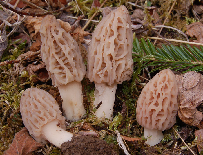 Morchella deliciosa = Morchella conica