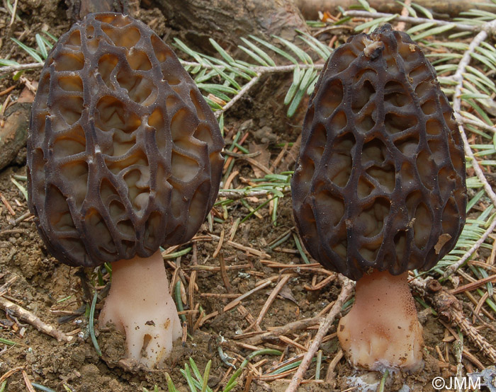 Morchella deliciosa = Morchella conica