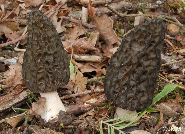 Morchella deliciosa = Morchella conica