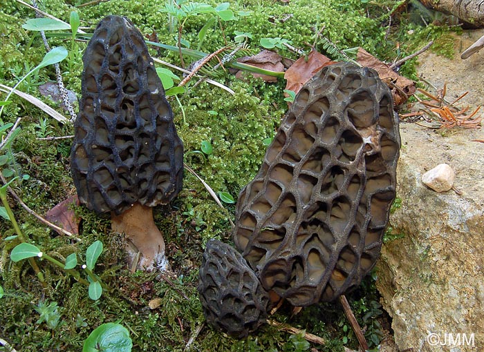 Morchella deliciosa = Morchella conica var. nigra