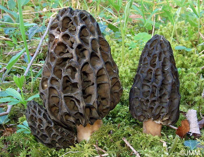 Morchella deliciosa = Morchella conica var. nigra