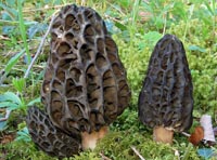 Morchella conica var. nigra