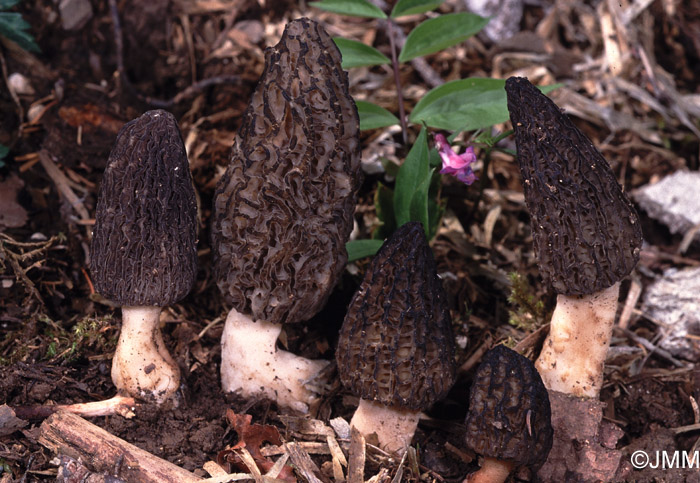 Morchella elata = Morchella importuna = Morchella costata