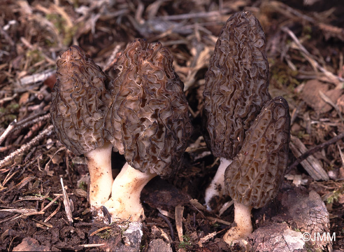 Morchella elata = Morchella importuna = Morchella costata