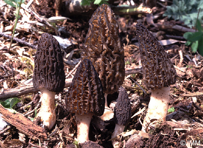 Morchella elata = Morchella importuna = Morchella costata