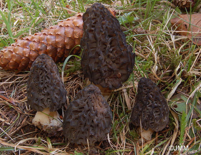 Morchella deliciosa = Morchella conica