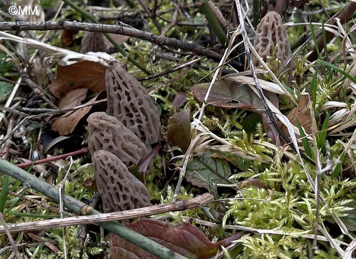 Morchella deliciosa : in situ