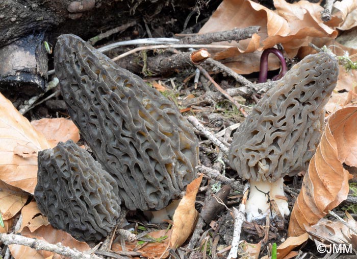 Morchella deliciosa