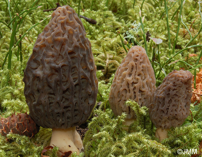 Morchella deliciosa = Morchella conica