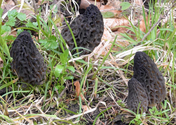 Morchella deliciosa