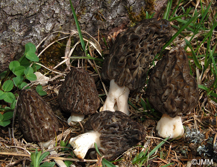 Morchella deliciosa = Morchella conica