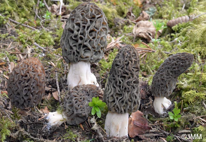 Morchella deliciosa