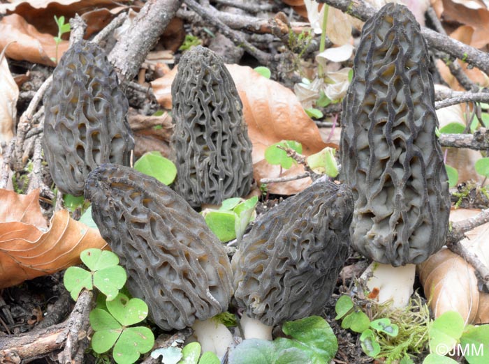 Morchella deliciosa