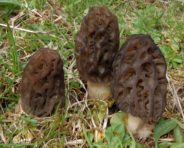 Morchella deliciosa = Morchella conica