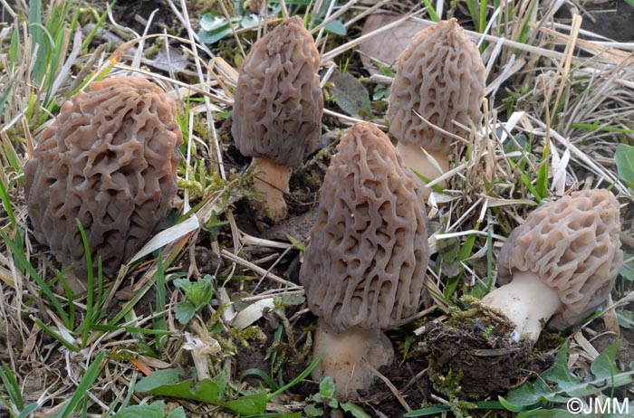 Morchella deliciosa