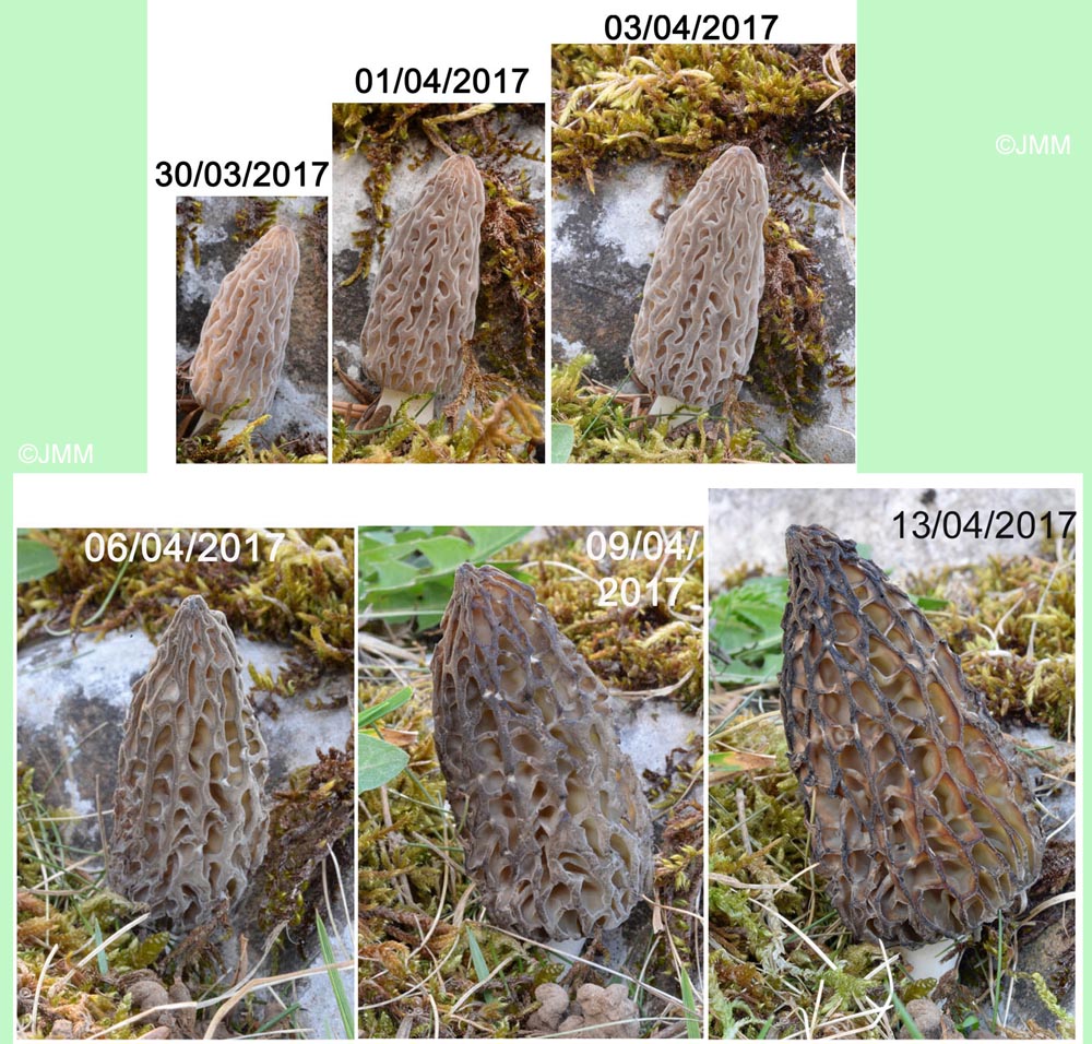 Morchella deliciosa