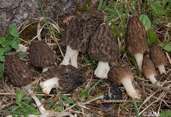 Morchella deliciosa et Morchella purpurascens