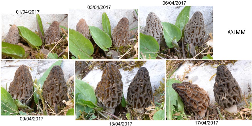 Morchella deliciosa