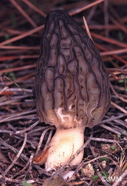 Morchella dunalii