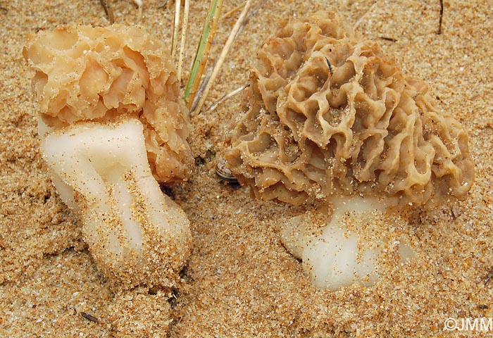 Morchella dunensis