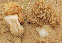 Morchella dunensis