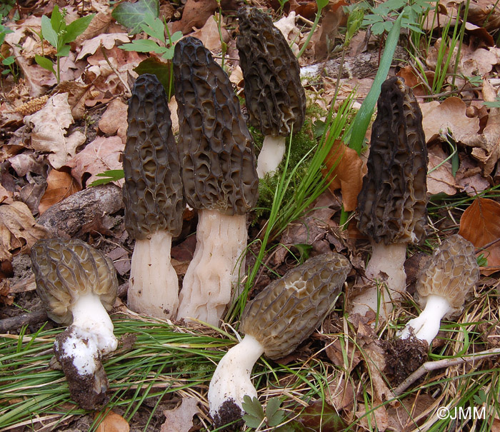 Morchella deliciosa = Morchella elata = Morchella conica