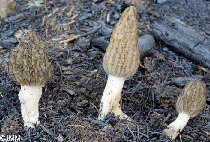 Morchella elata = Morchella importuna = Morchella costata