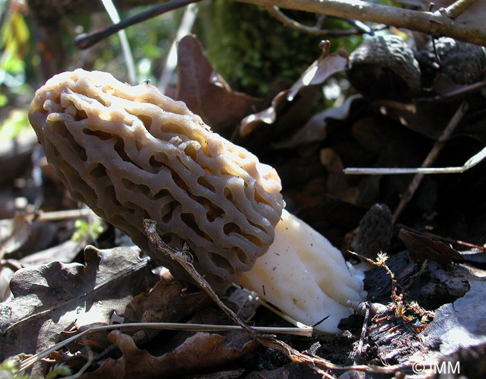 Morchella deliciosa = Morchella elata = Morchella conica