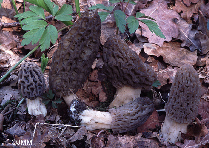 Morchella deliciosa = Morchella elata = Morchella conica