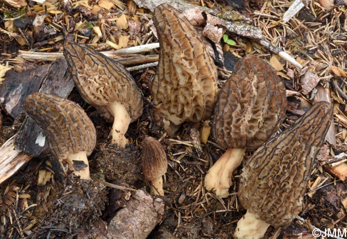 Morchella elata = Morchella importuna = Morchella costata